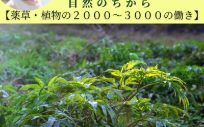 自然のちから【薬草の2000～3000のちから】